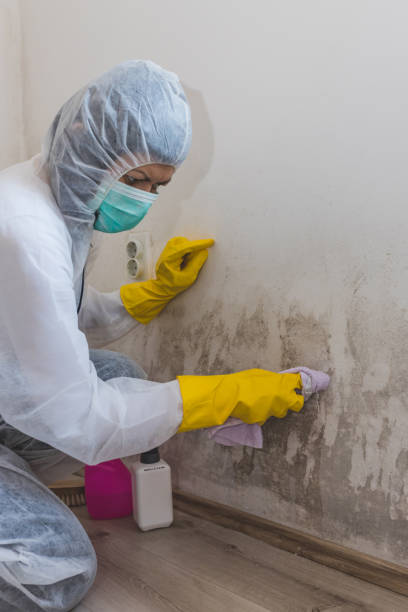 Best Mold Removal for HVAC Installations  in Escatawpa, MS