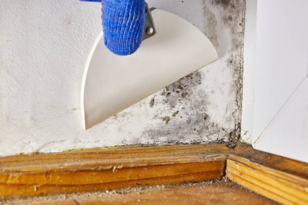Mold Remediation for Vacation Homes in Escatawpa, MS